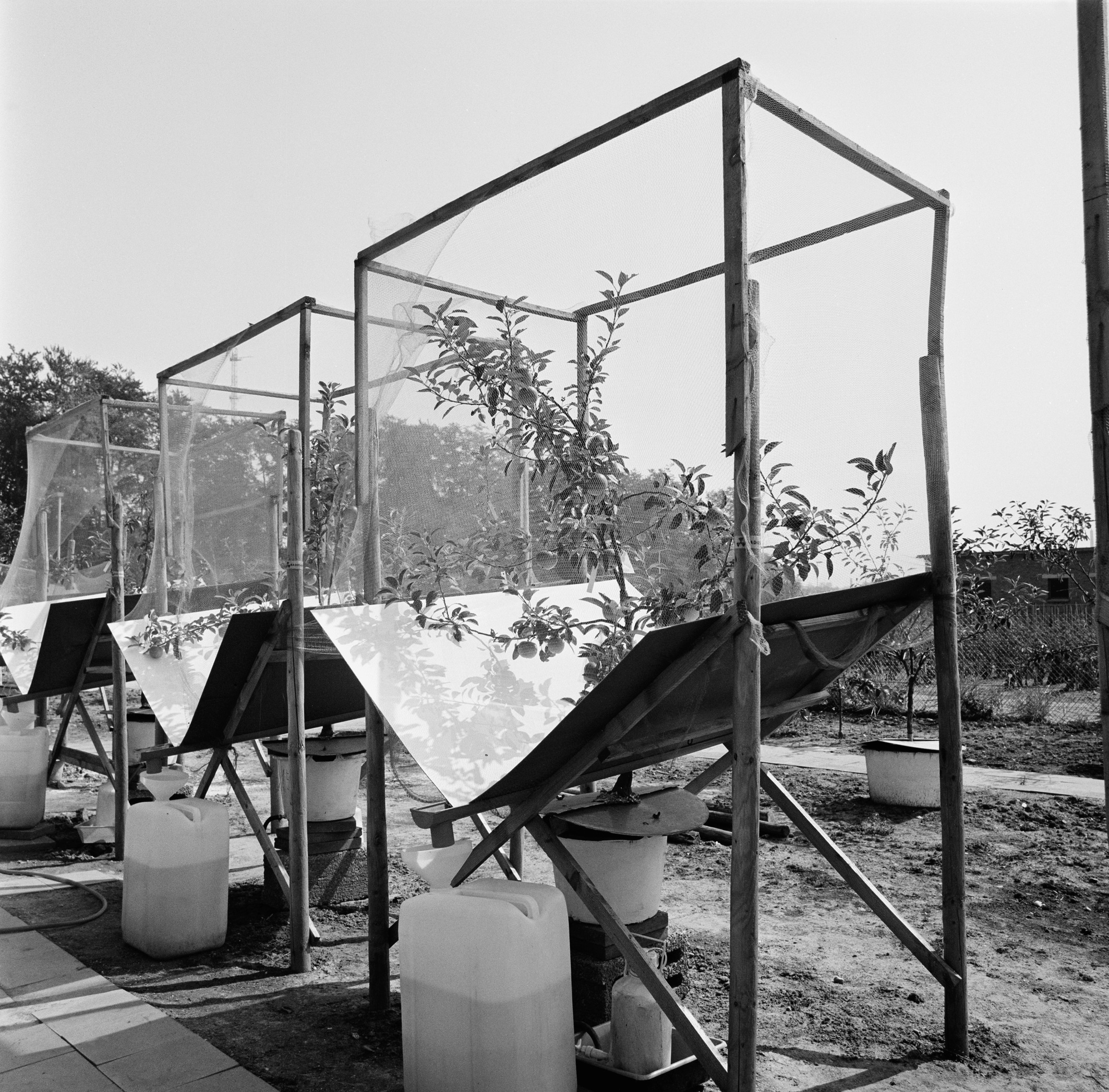 Blick auf zwei Apfelbäume mit Entwässerungsmesseinrichtung, ca. 1970