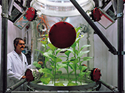 In der 1,80 Meter hohen Pflanzenkammer kann die Reaktion von Pflanzen auf Ozon getestet werden. 1997